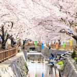 桜を探してポタリング